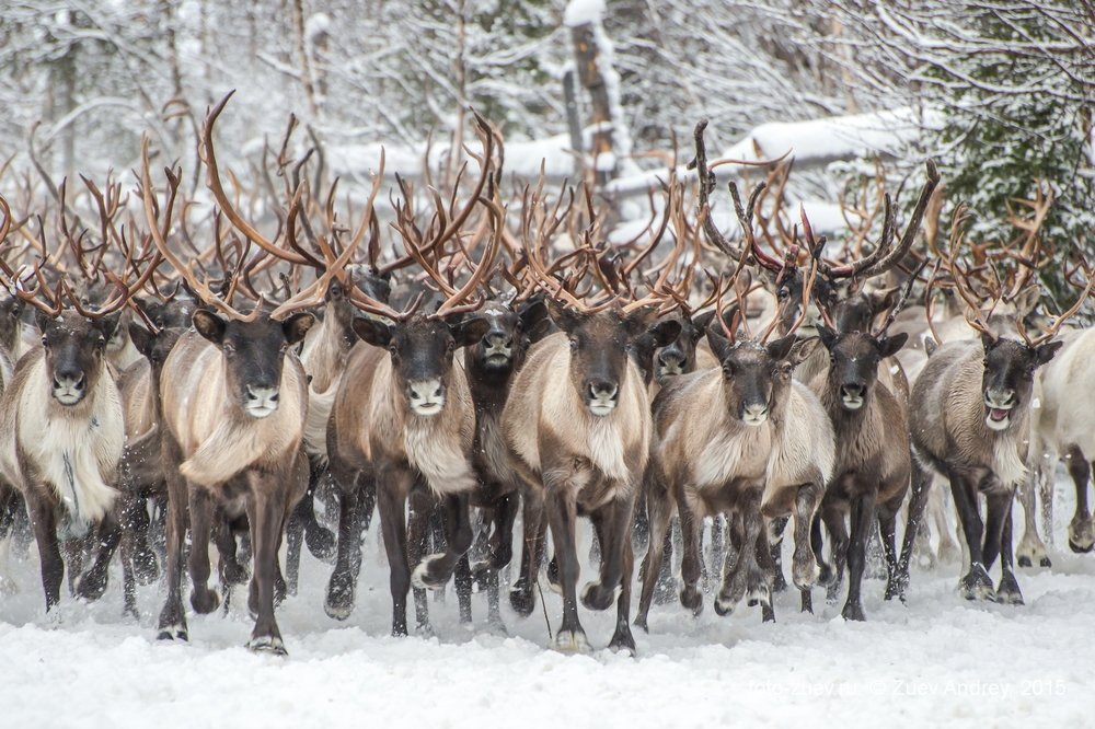 Фотография автора Андрей Зуев