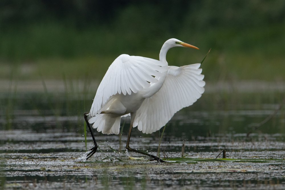 Photograph by Цветков Сергей