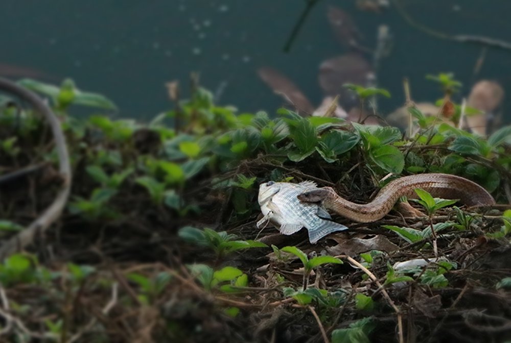 Photograph by bhaskar burman