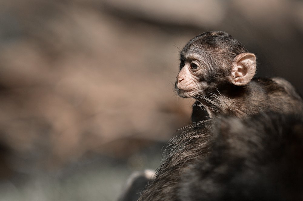 Фотография автора Ольга Шустер