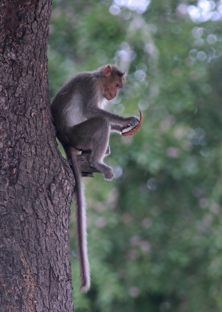 Photograph by Sunil Manikkath