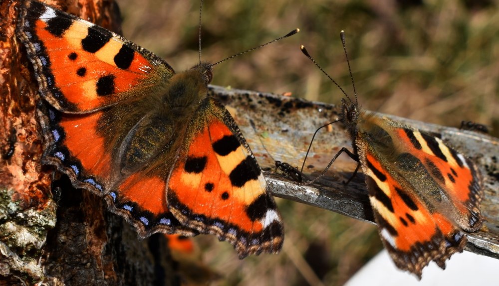 Photograph by Михалевич Машка