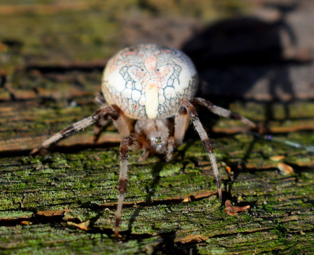 Photograph by Михалевич Машка