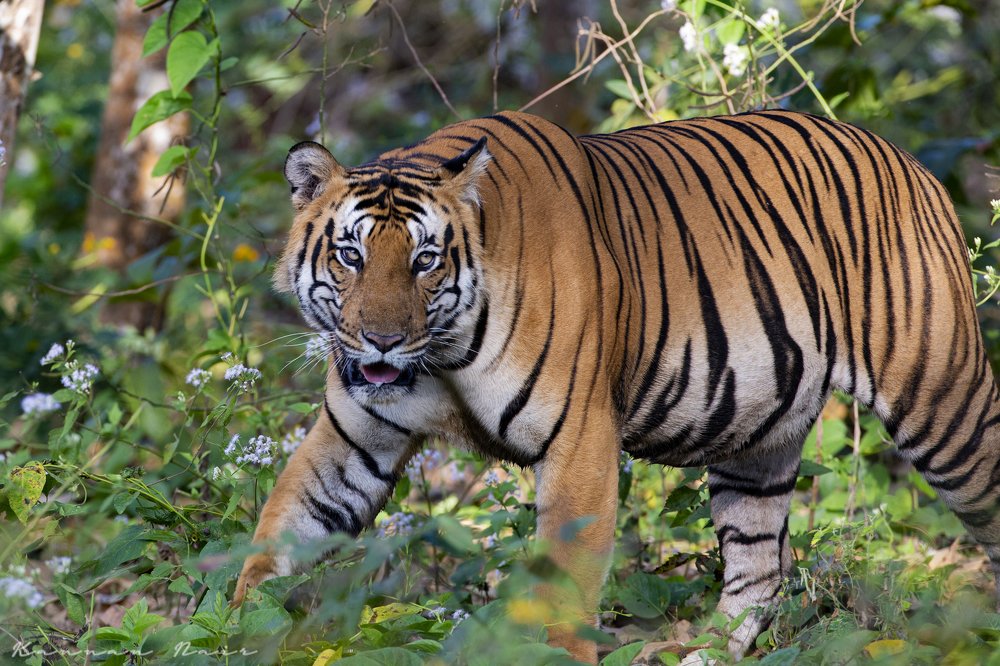 Photograph by Kannan Rajan Nair