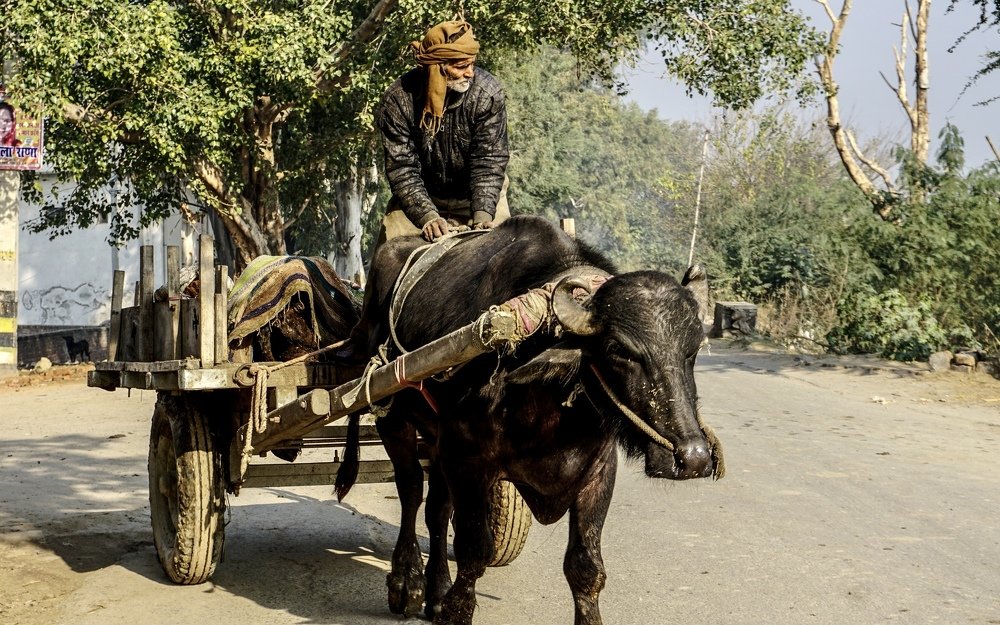 Фотография автора savitri Rawat