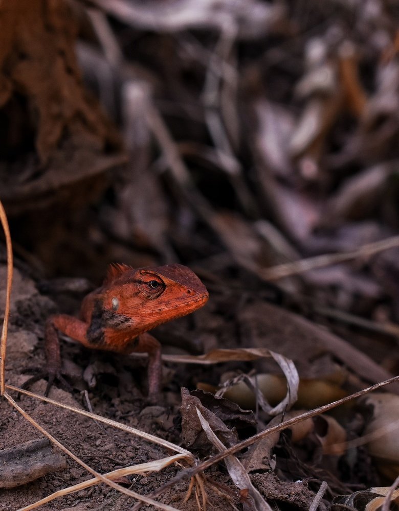 Photograph by Hriten Bhoumik