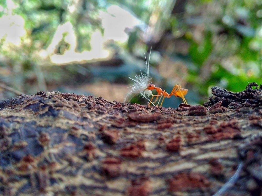 Photograph by Rahul Dey