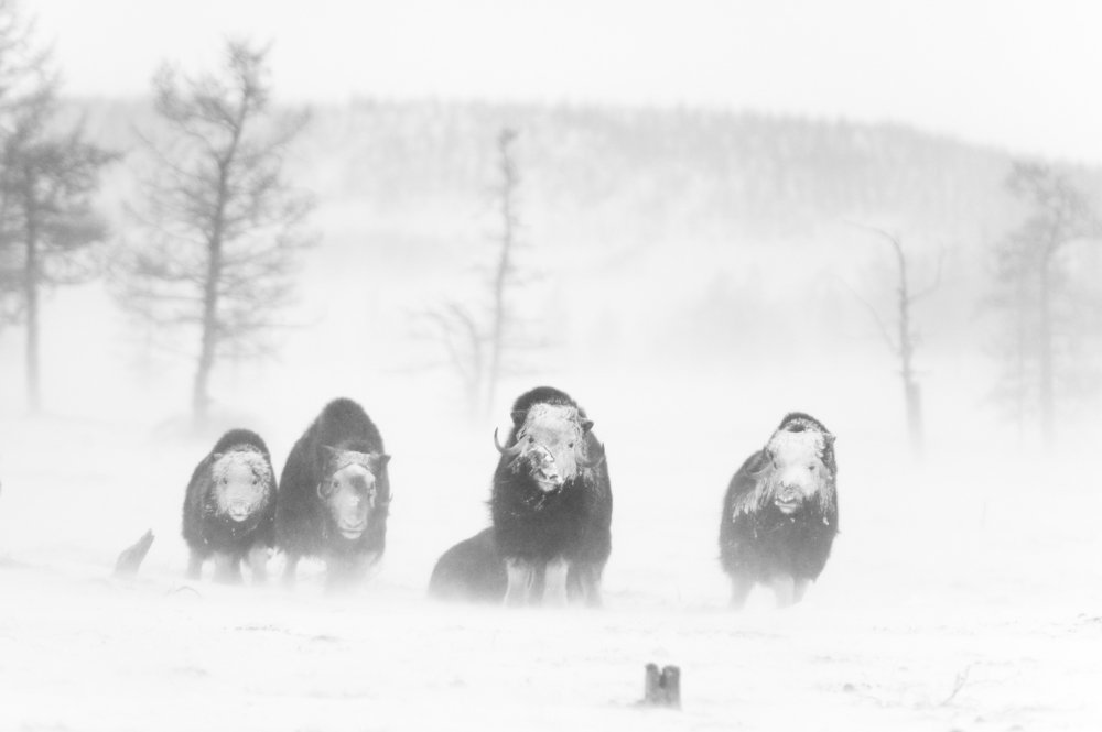 Photograph by Моисеева Надежда