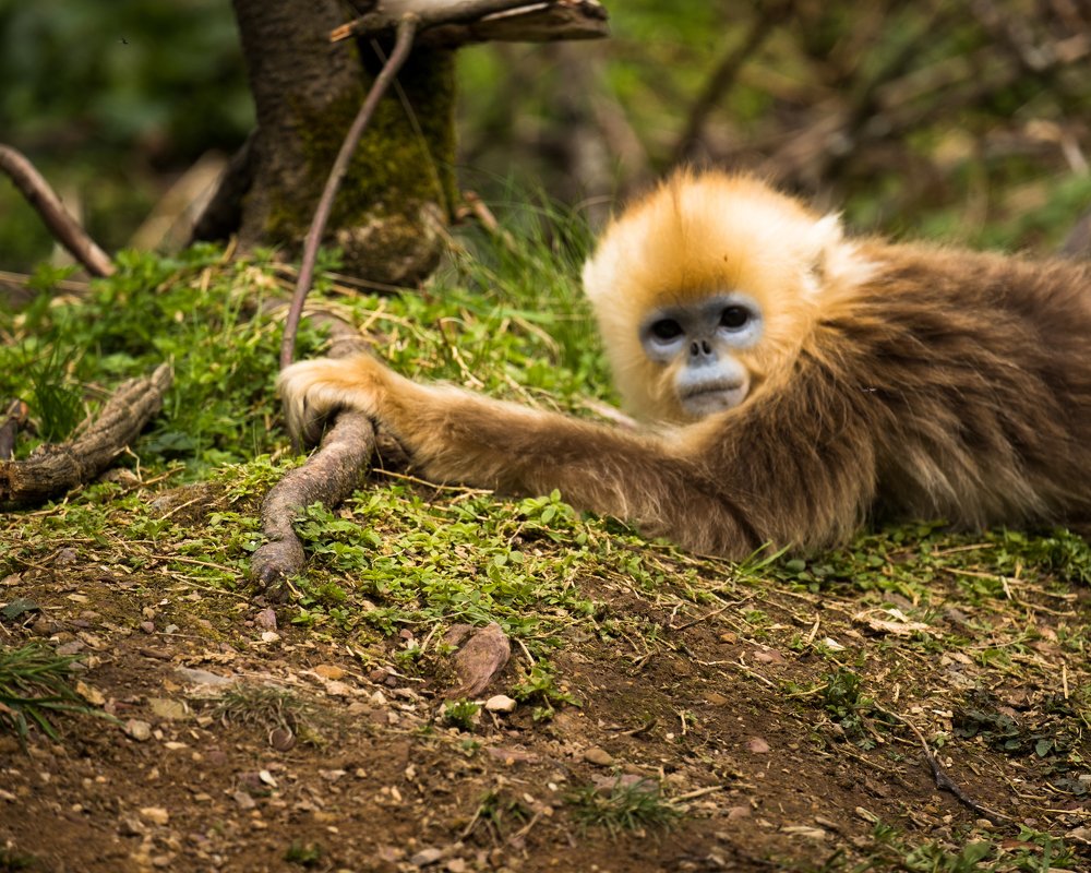Фотография автора soo mui loh