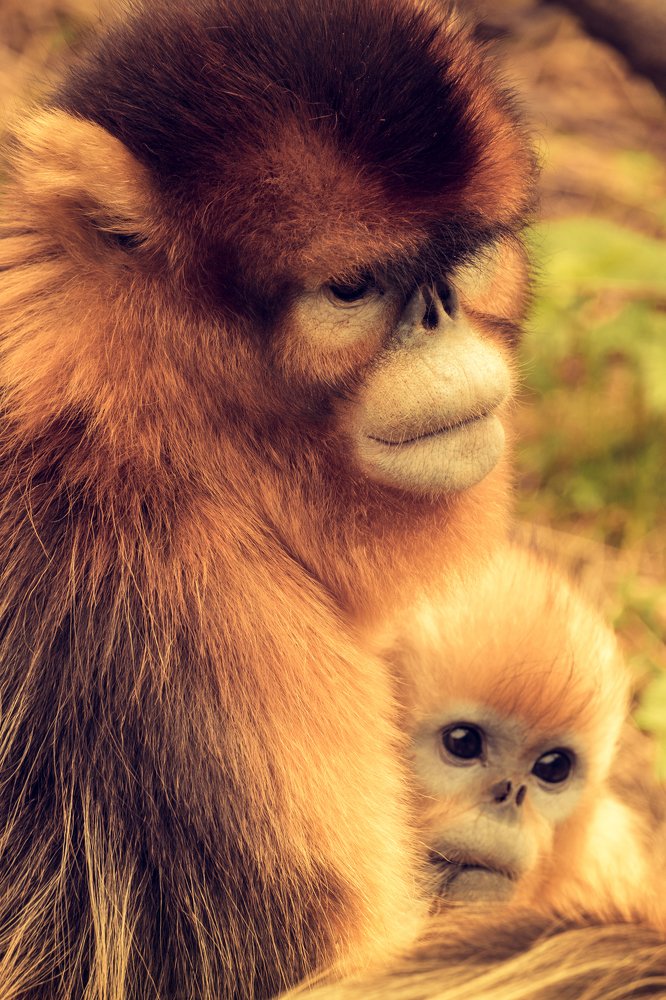 Фотография автора soo mui loh