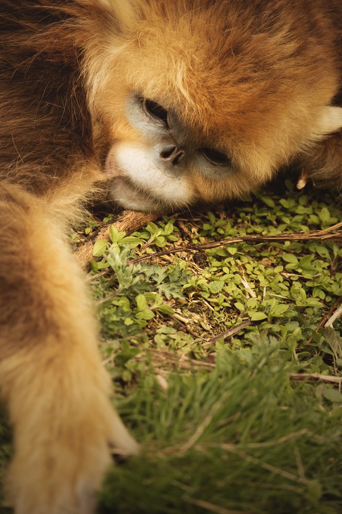 Фотография автора soo mui loh