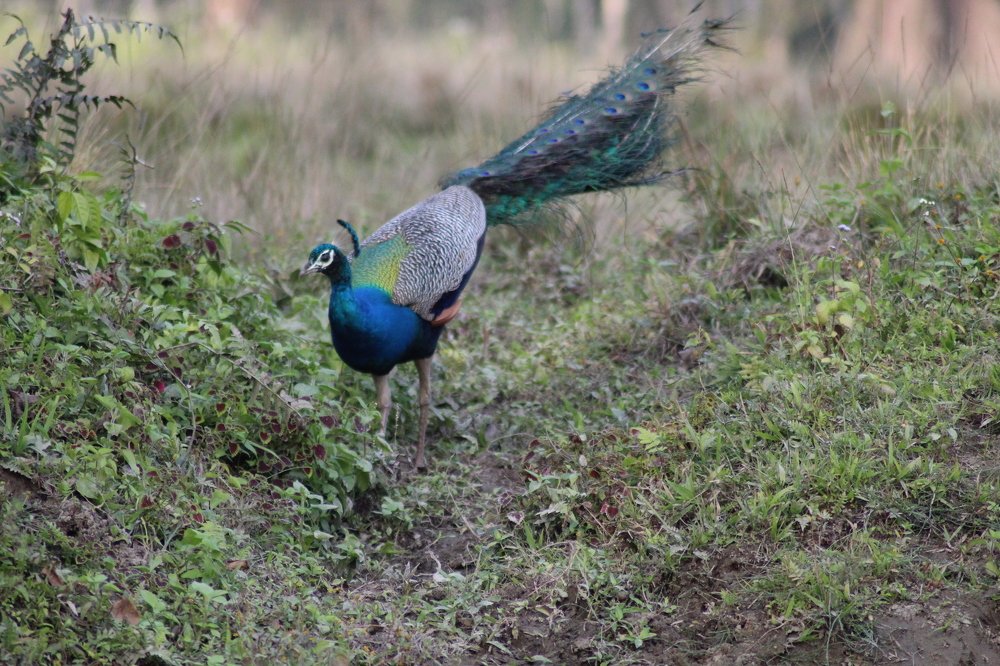 Photograph by Dipayan Chakraborty