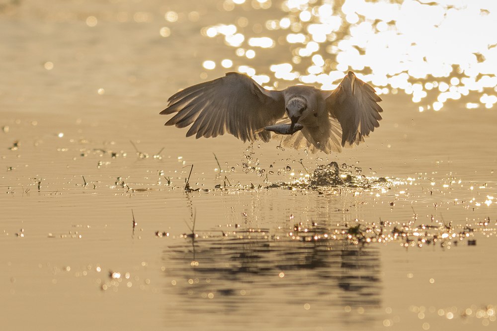 Photograph by Arghyadip Sen