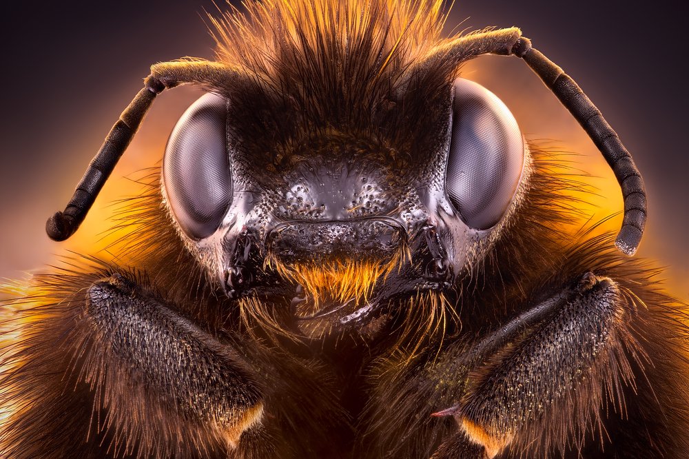 Bumblebee portrait