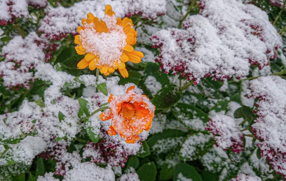 Photograph by Лариса Рулёва