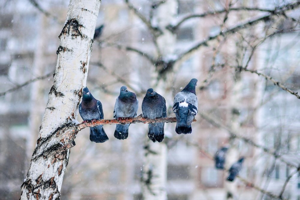 Ребята с нашего двора