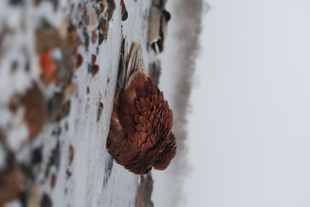 Photograph by Наталья Скиданова