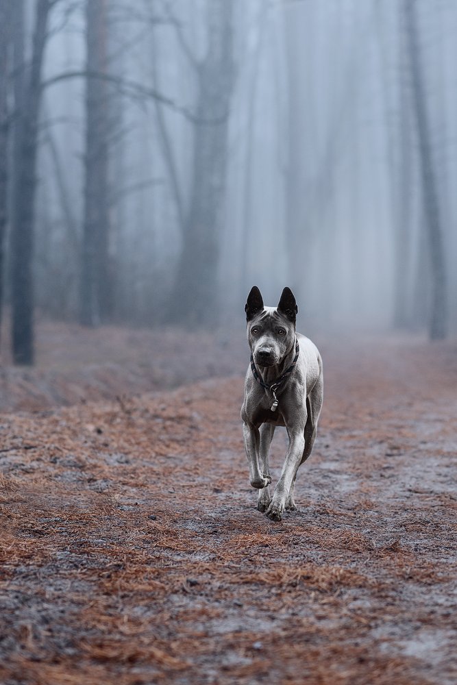 Photograph by Евгений Крутиков
