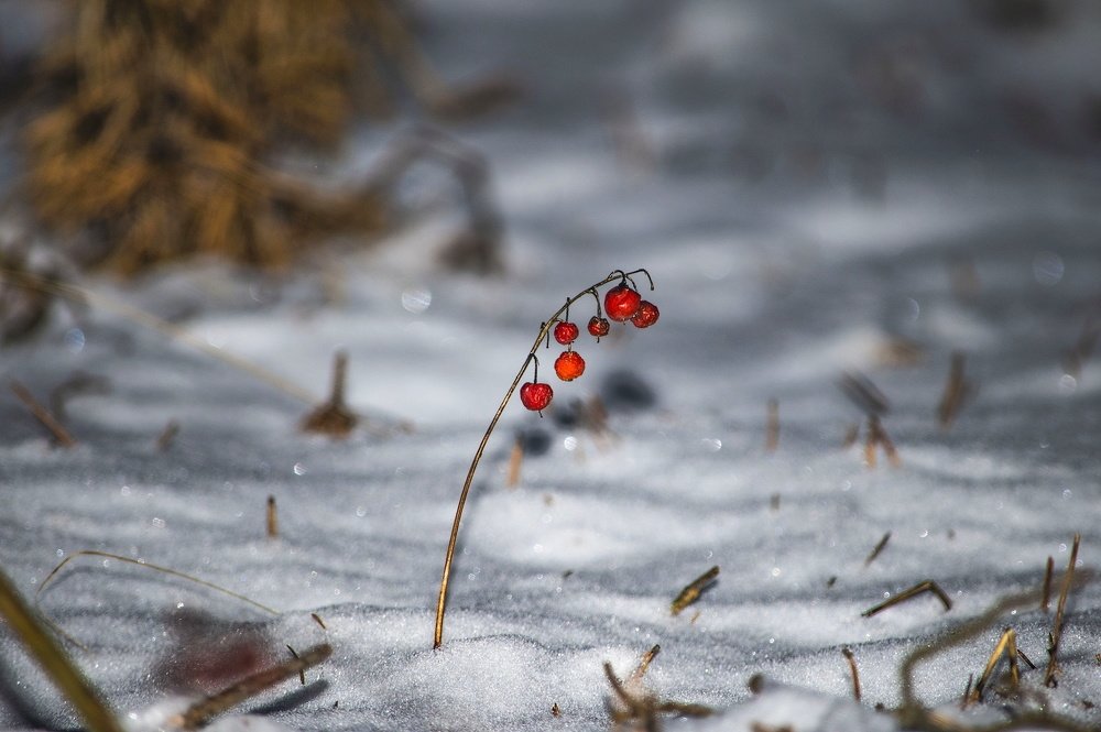 Красное на белом!