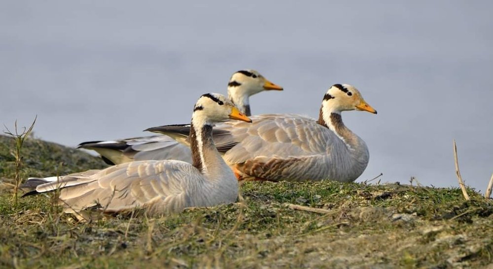 Photograph by KUSHAL SHARMA