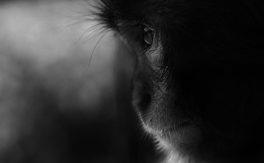 Photograph by Vittorio