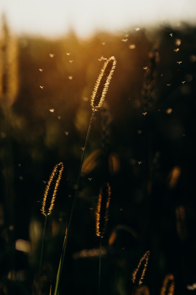 Мелодия тишины