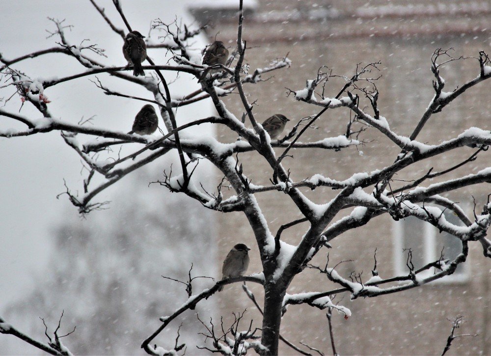 Воробьишки.