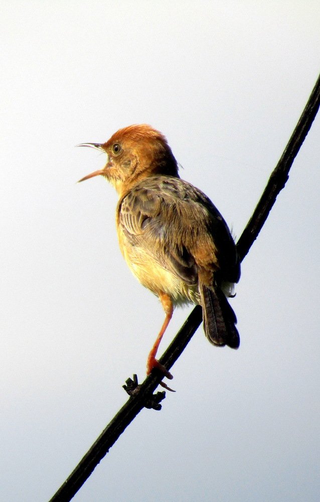 Golden Headed Cisticola