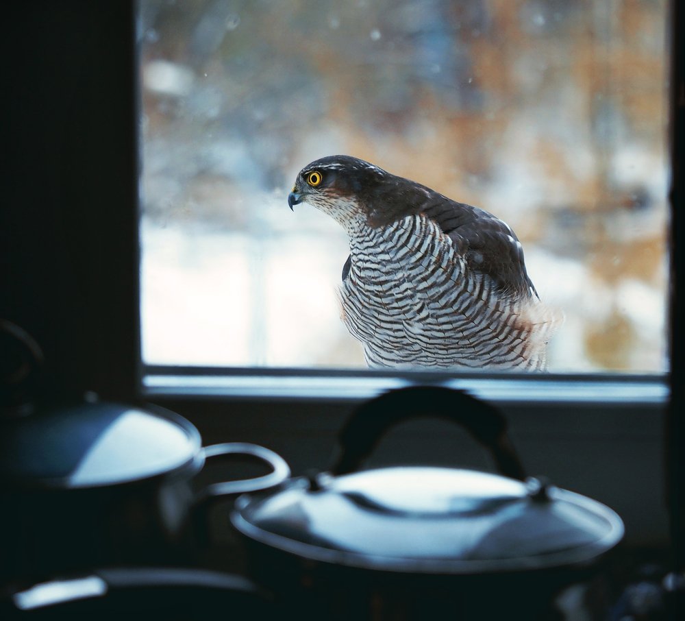 Photograph by Елена Ржевская