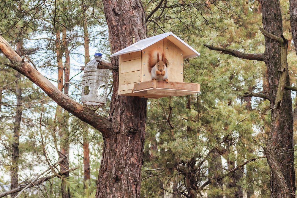 Прыгнув с ветки..