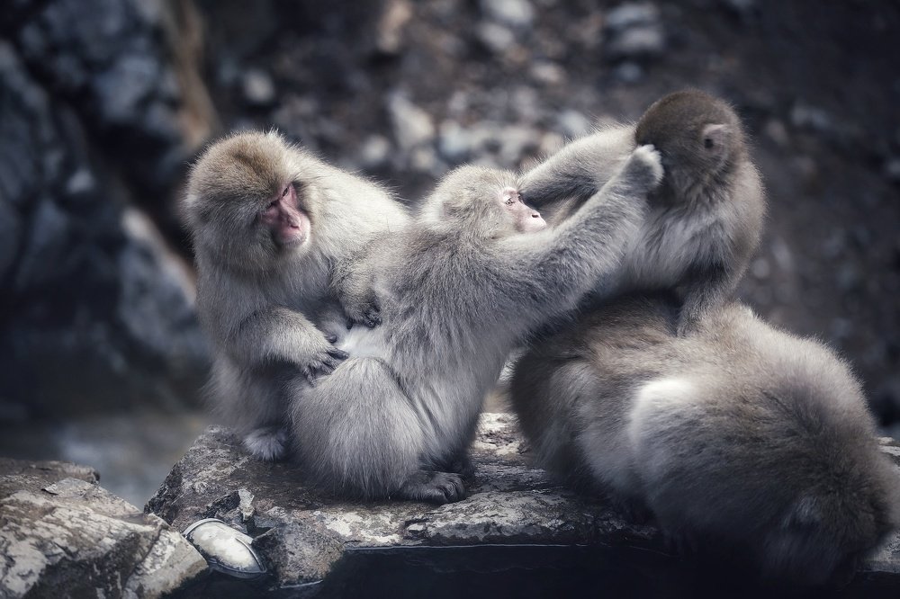 Photograph by Carlos Asensio Pizarro