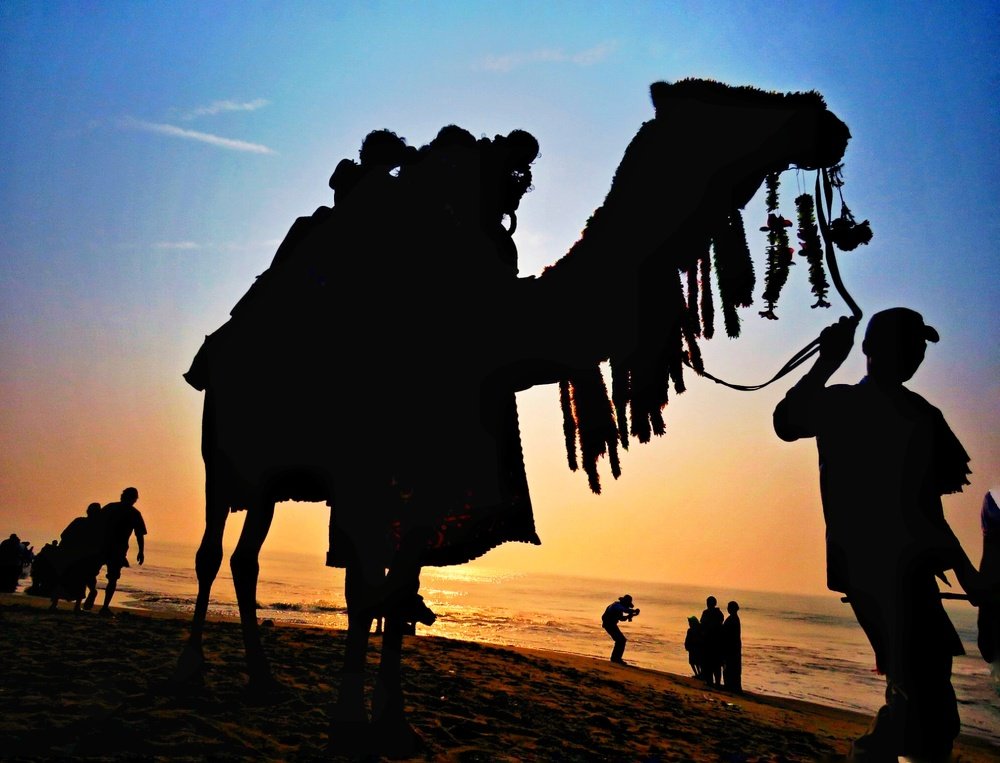 Travel With My Big Pet