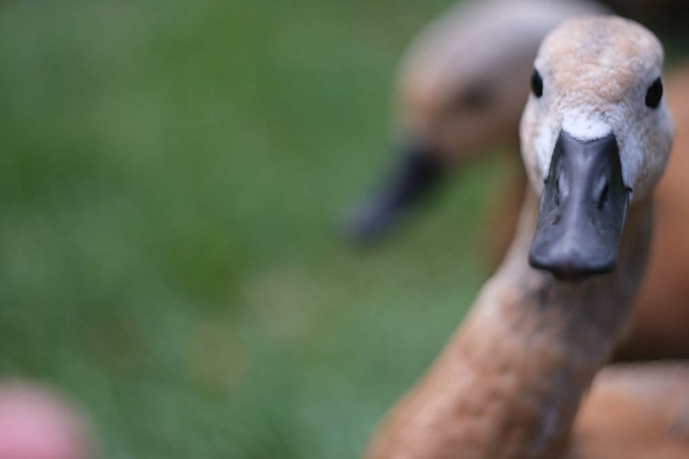 Photograph by Павел Стаценко