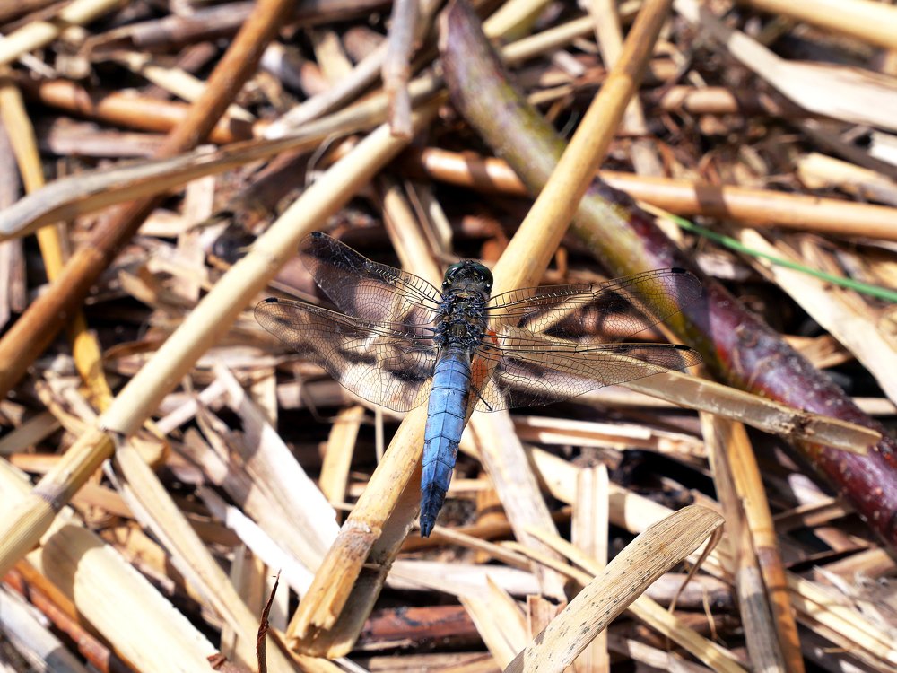 Photograph by Серафима Силина