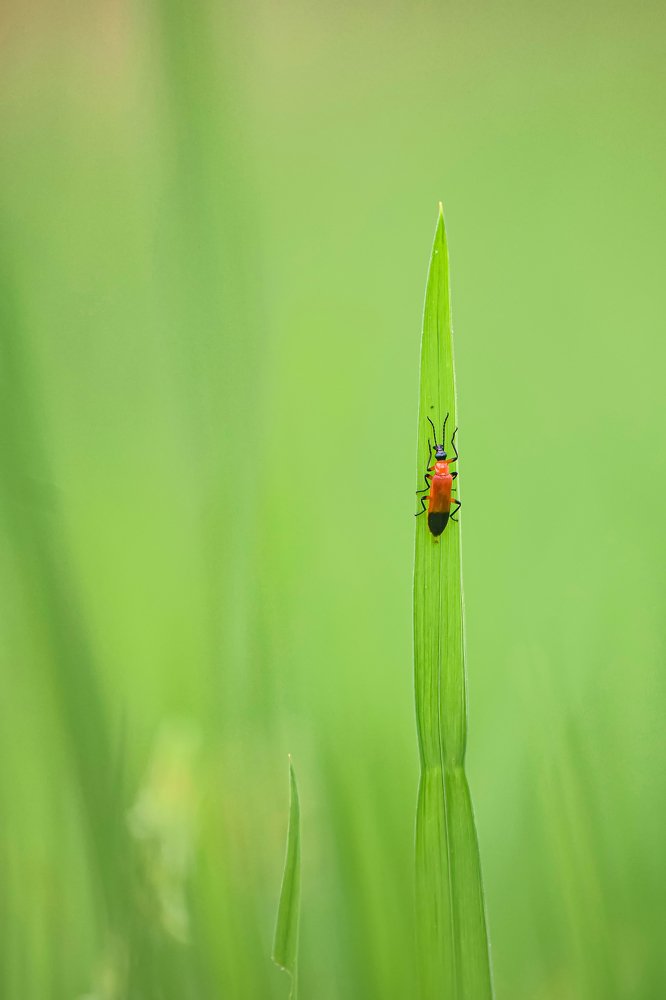 Photograph by chathura madusanka