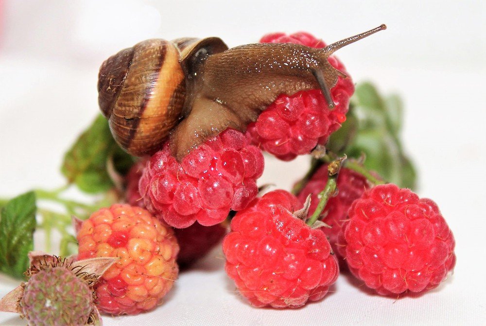 Photograph by Ольга Митрофанова