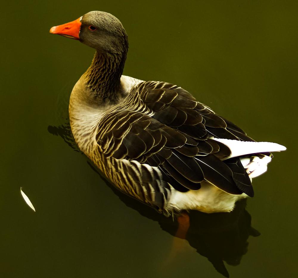 Photograph by Mona B