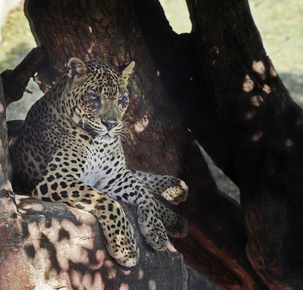 После неудачной охоты.