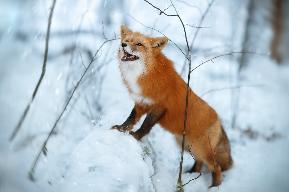 Photograph by Светлана Писарева