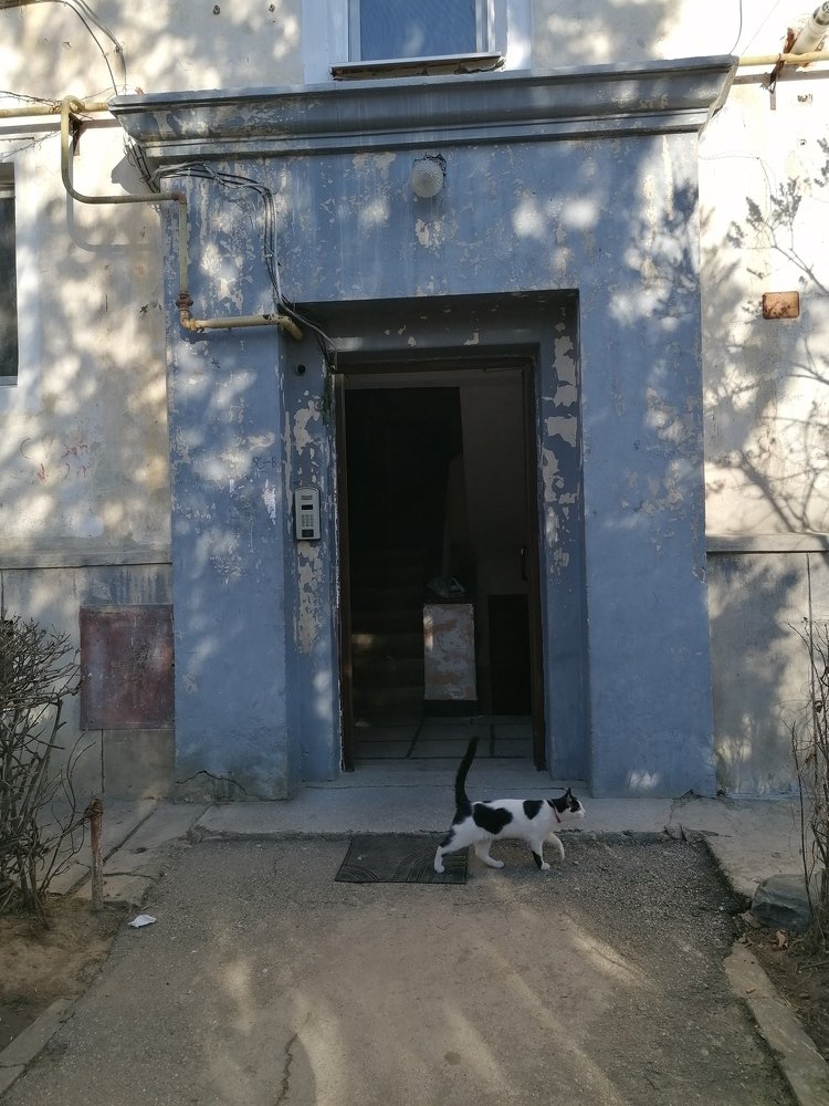 Cat live the house