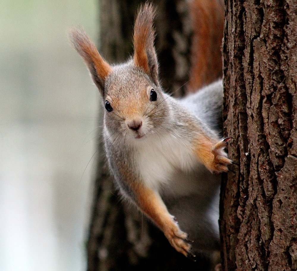 Белочка из леса