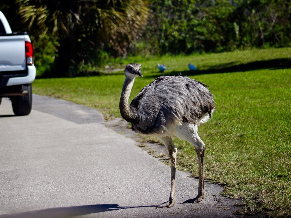 Нарушитель/Violator