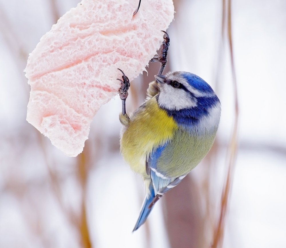 Photograph by Ольга Мендоса