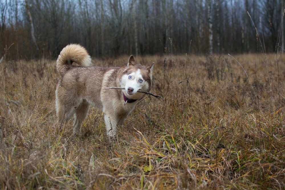 Фотография автора Елена Матросова