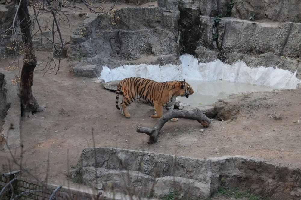 Lahore Zoo