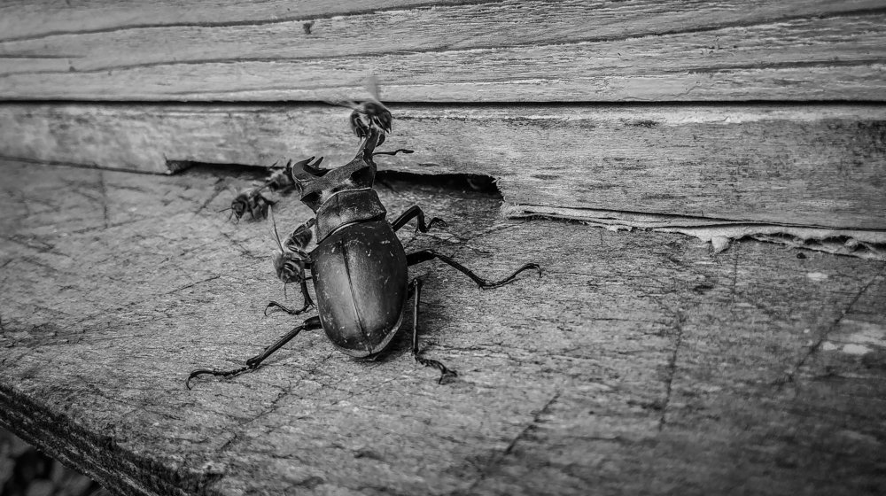 Photo #4173034