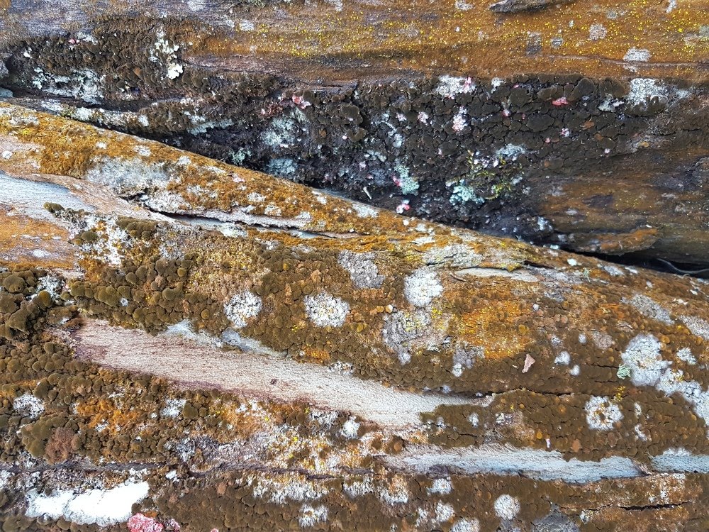 Photograph by Vivien Zanlorenzi