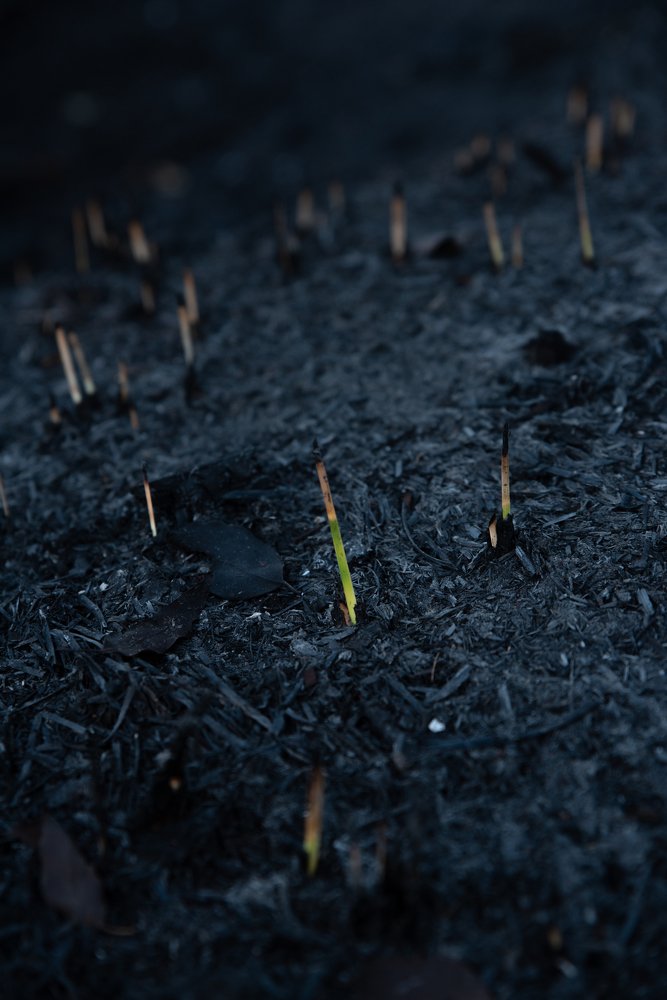 Photograph by Elena Diener