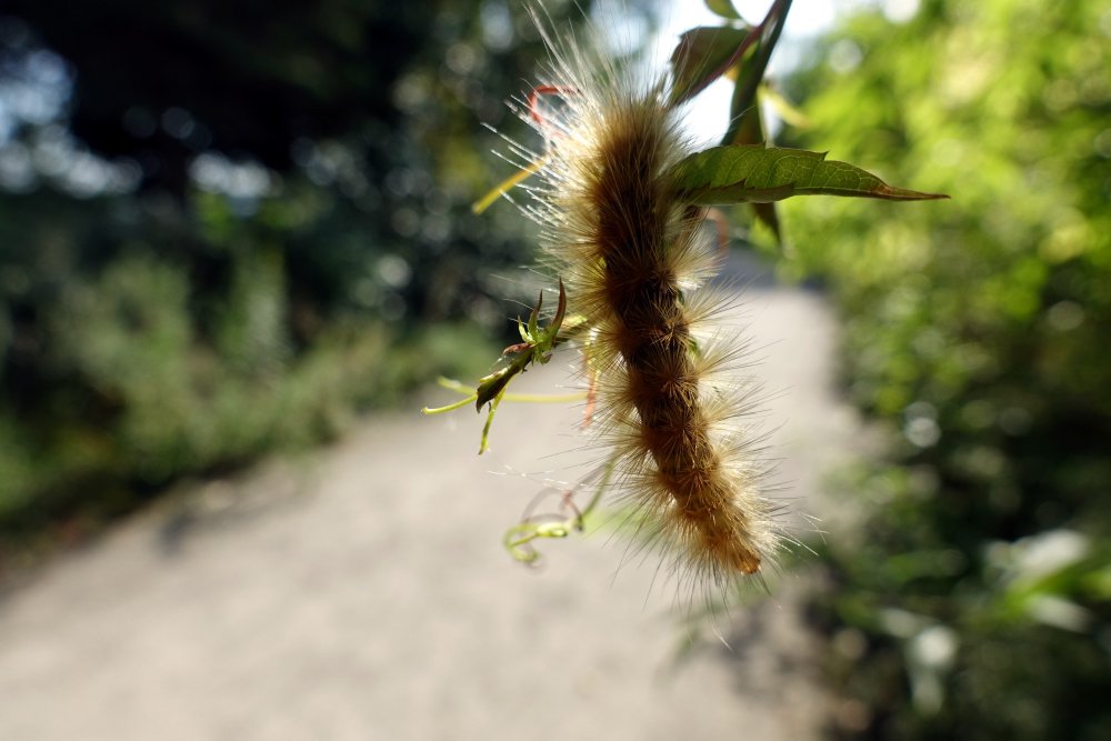 A small caterpillar at Parc-des-Rapides