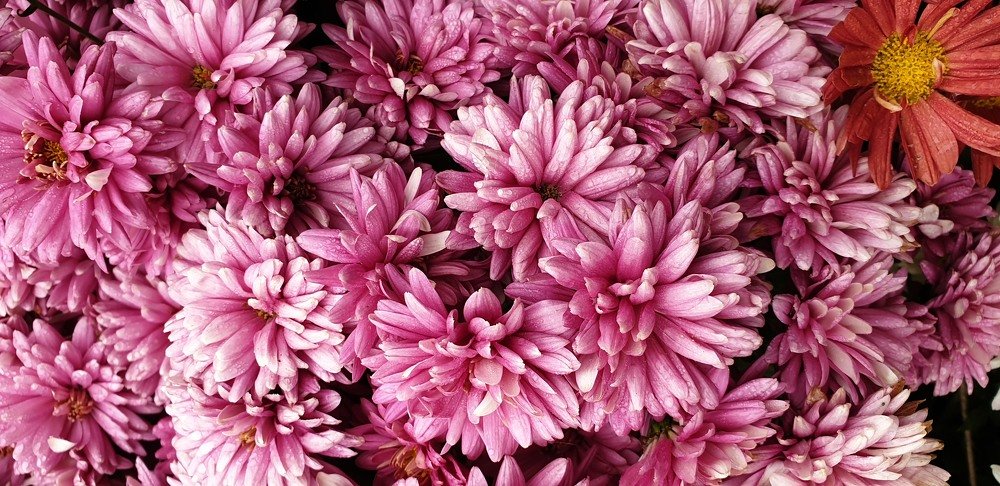 Photograph by Dr.Pradeep Agrawal